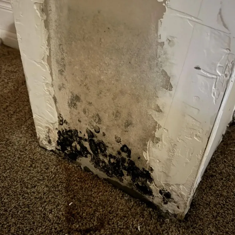 Professional Mold Removal in Allendale, MI